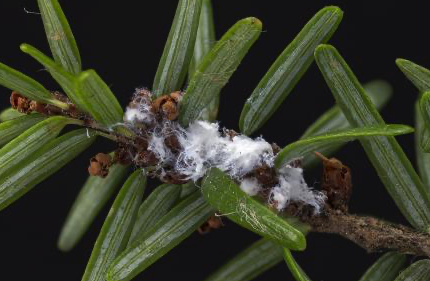 NYDEC photo of hemlock woolly adelgid